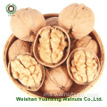 Walnut kernels cahaya warna cahaya (LP) dari kilang Cina